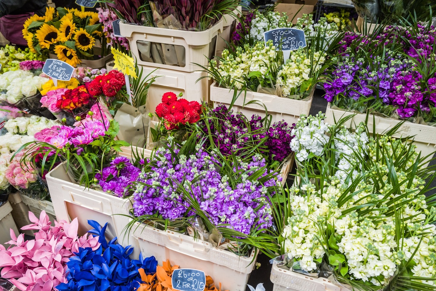 Las mejores fotos de la Plaza de las Flores